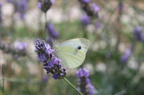 White butterfly on a lavender flower in the morning