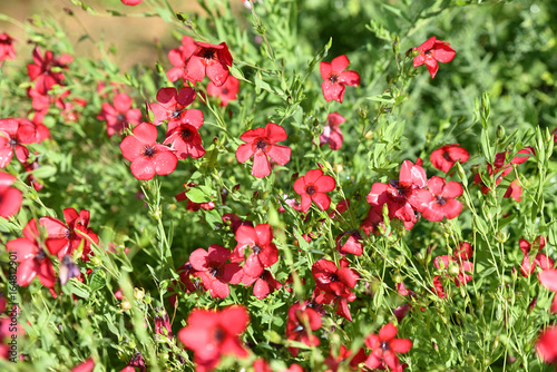 Linum grandiflorum rouge au jardin en été