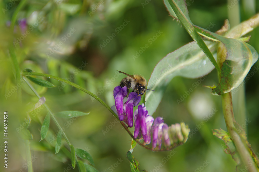 Bumblebee eat nectar from flower Bumblebee eat nectar from flower