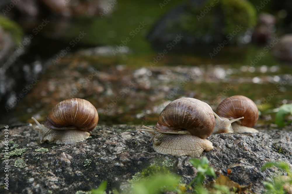 Snails in nature. Roman snail, Burgundy snail, edible snail or escargot.