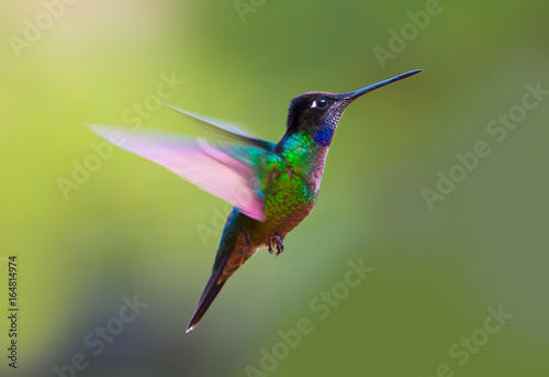 Magnificent Hummingbird (Eugenes fulgens), Bosque de Paz Lodge, Costa Rica
