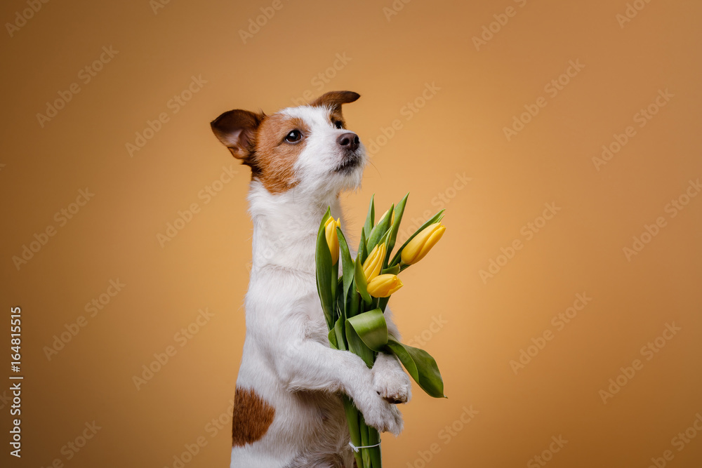 Dog Jack Russell Terrier with flowers