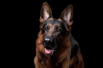 Dog German shepherd on a black background