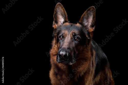 Dog German shepherd on a black background