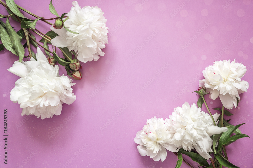 Purple background with white peonies. Copy space.
