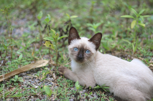 Nine Lives, Blue eyed Cat, portrait a siamese cat like soft © Suttisak