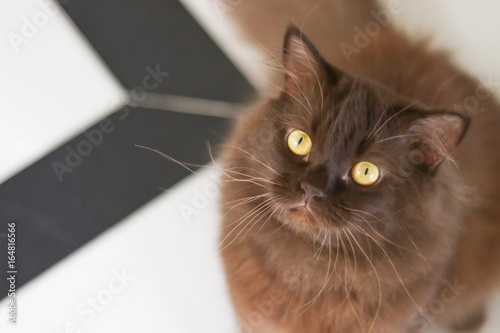 Nine Lives, cat, portrait Of Longhair Persian Cat