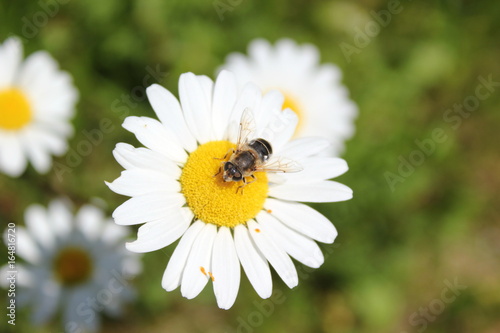 Schwebfliege sitzt auf der Blüte einer Margerite