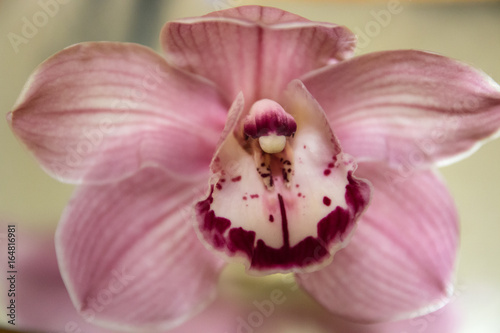 Pink Orchid close up