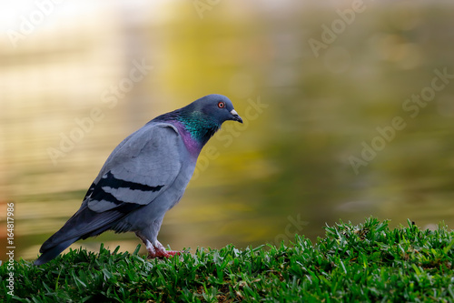 pigeon photo