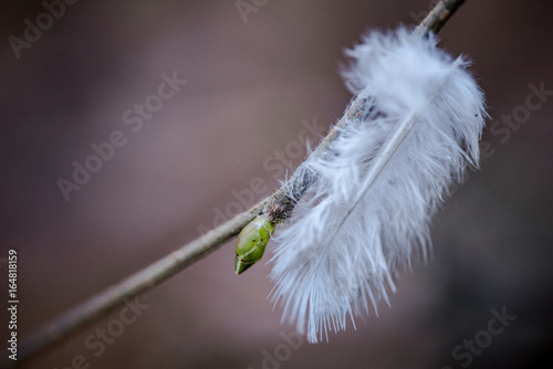 Feather found clinging to a new bud