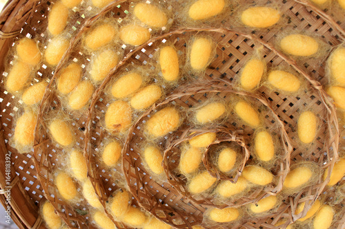 silk worm cocoons nests