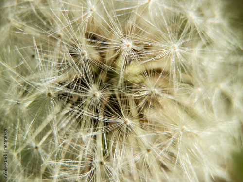 Beautiful fresh dandelion on turkish beach