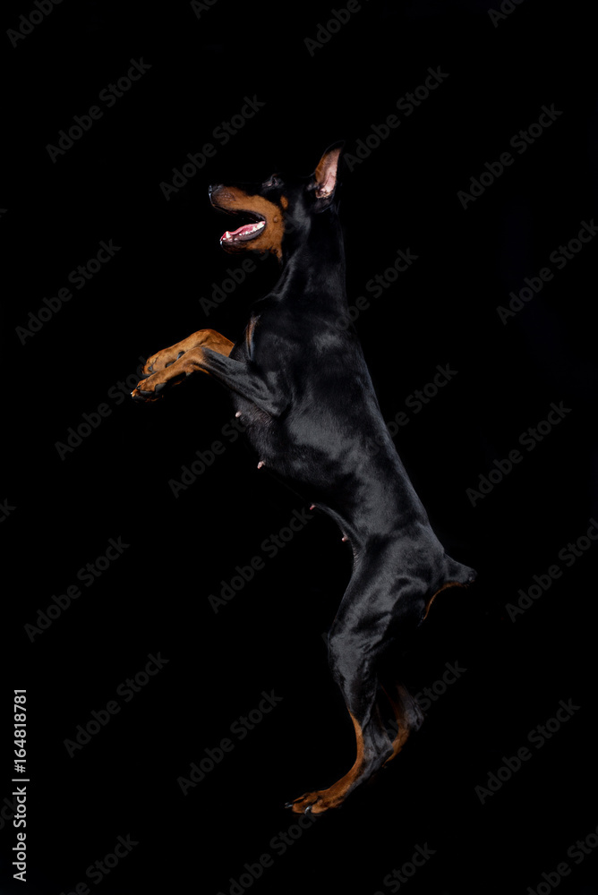 Doberman