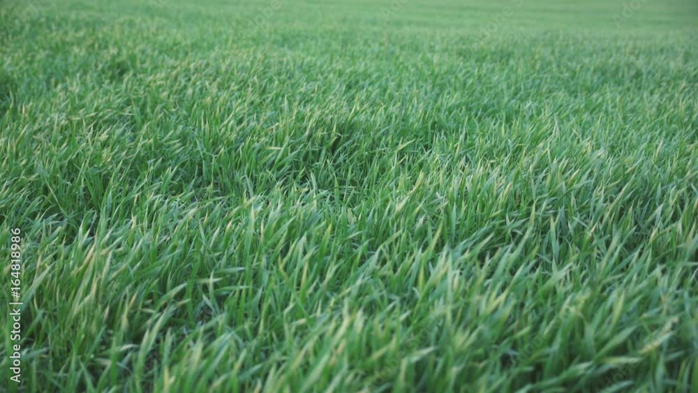 Steady shot of small green wheat growing on the field Steady shot of small green wheat growing on the field