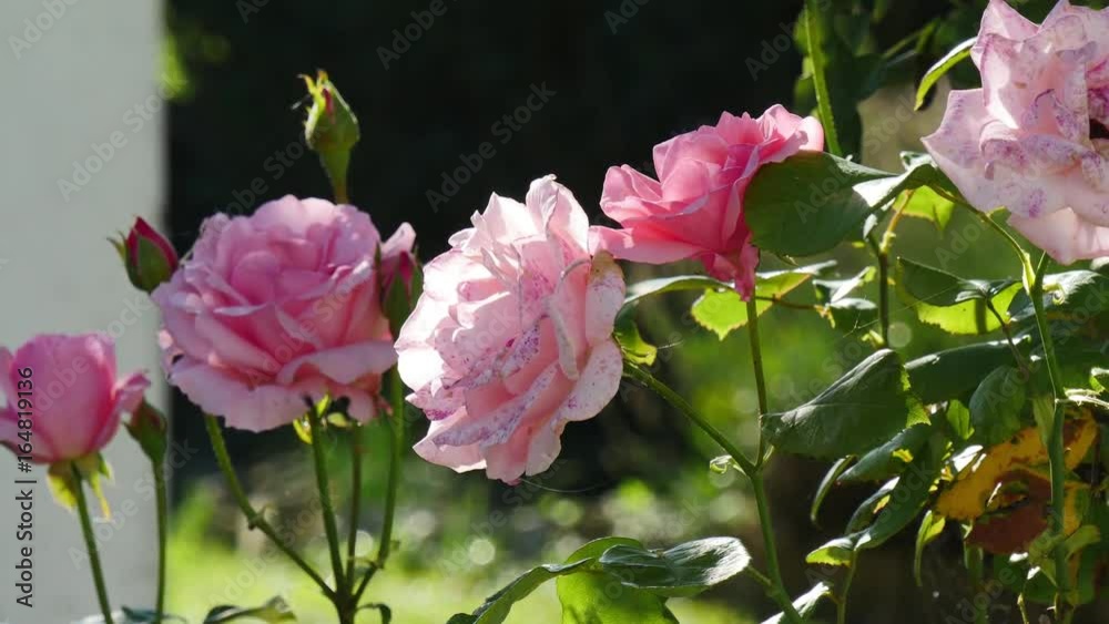 Several beautiful roses in the garden Several beautiful roses in the garden