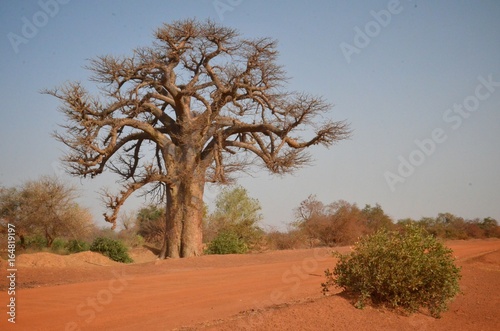 Vászonkép Baobab in Burkina Faso