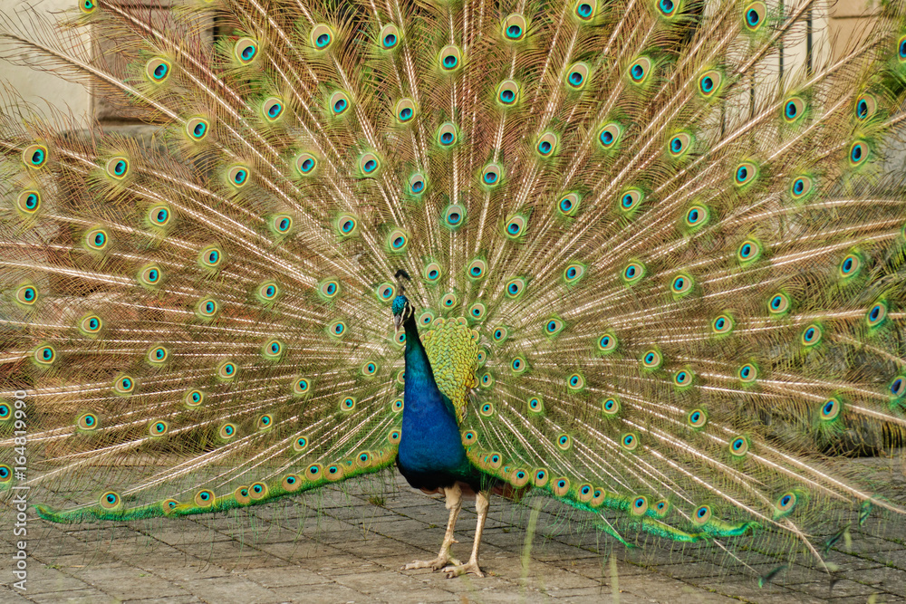Naklejka premium Peacock with colorful spread feathers