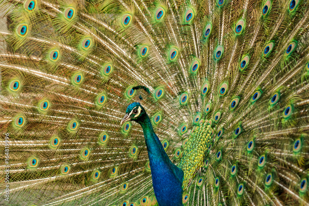 Obraz premium Peacock with colorful spread feathers