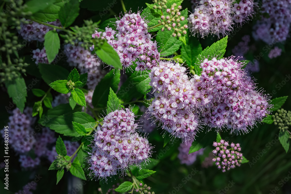 Spiraea japonica, Japanese meadowsweet, Japanese spiraea, or Korean spiraea Spiraea japonica, Japanese meadowsweet, Japanese spiraea, or Korean spiraea