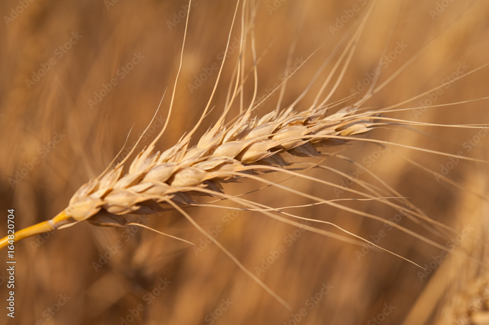 Wheat crop on the field