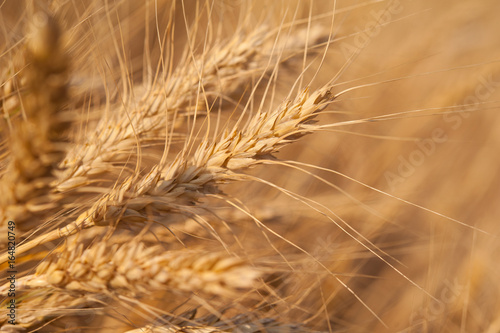 Wheat crop on the field