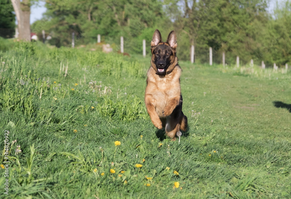 German shepherd runs in the summer park German shepherd runs in the summer park