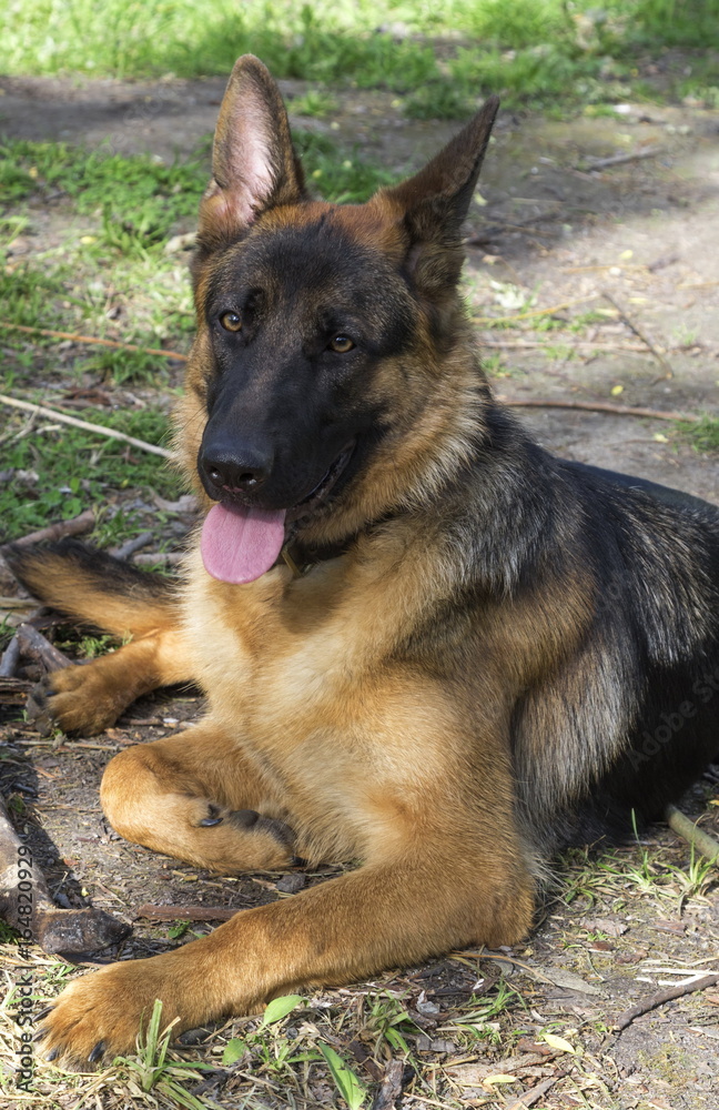 Portrait of a German shepherd Portrait of a German shepherd