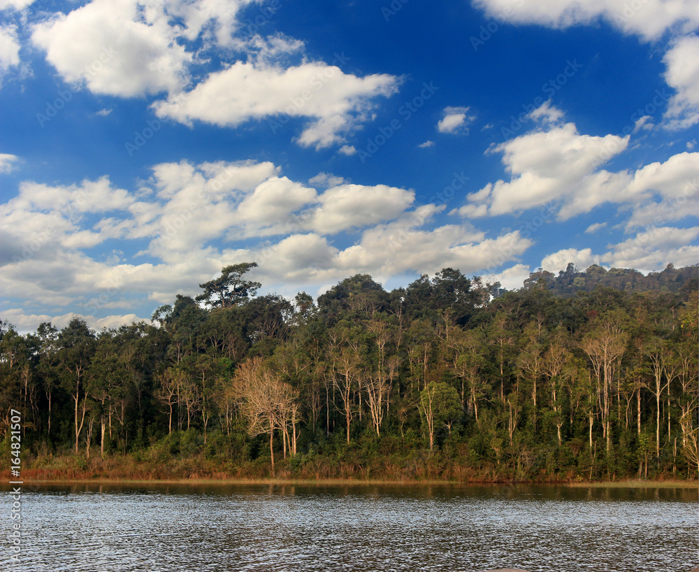 Obraz premium Lake forest with blue sky and clouds