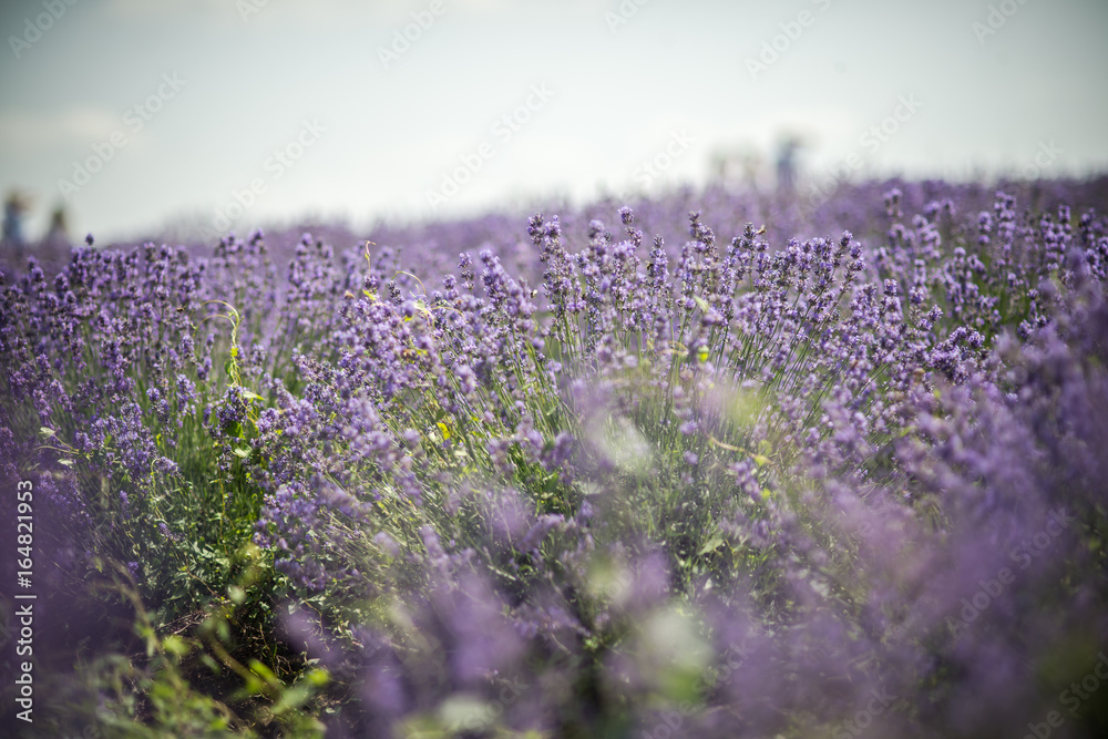 Obraz premium Lavender bushes closeup on sunset. Sunset gleam over purple flowers of lavender. Bushes on the center of picture 
