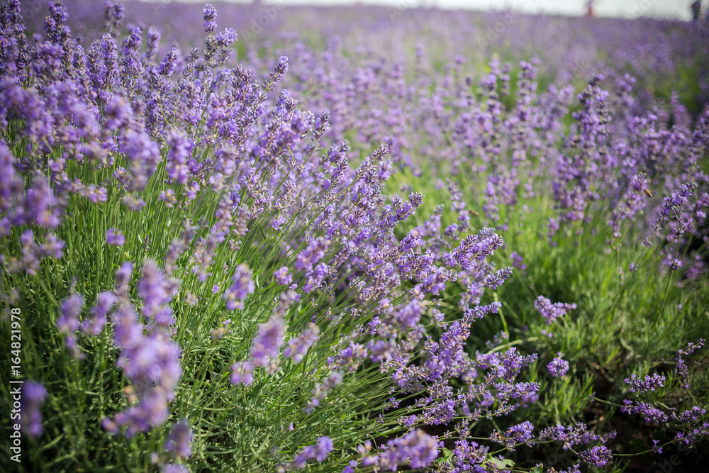 Naklejka premium Lavender bushes closeup on sunset. Sunset gleam over purple flowers of lavender. Bushes on the center of picture