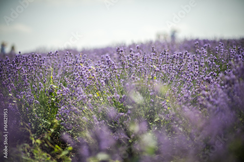 Lavender bushes closeup on sunset. Sunset gleam over purple flowers of lavender. Bushes on the center of picture 