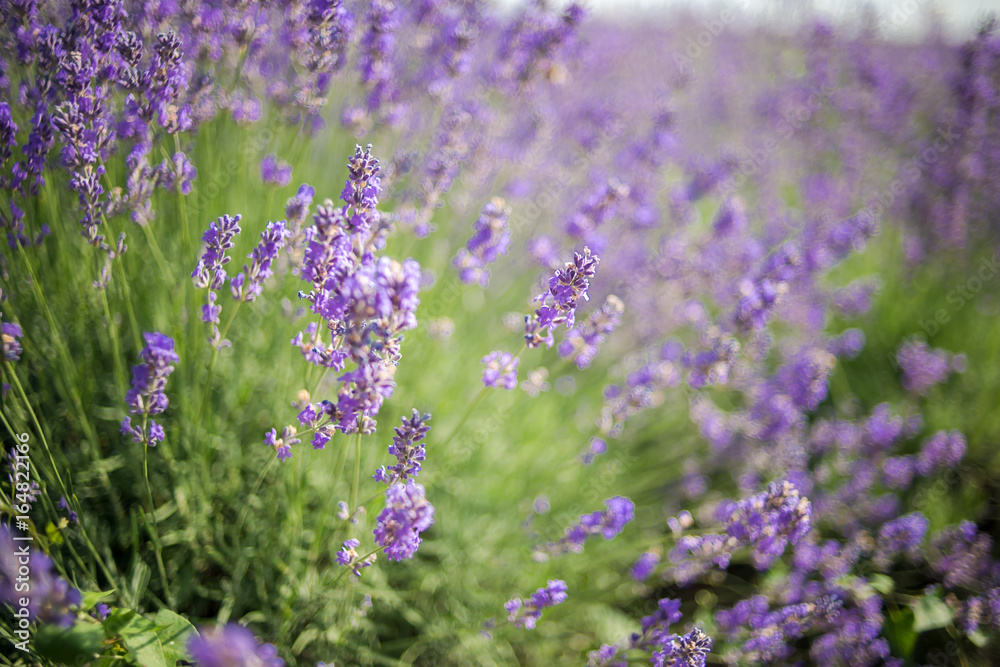 Obraz premium Lavender bushes closeup on sunset. Sunset gleam over purple flowers of lavender. Bushes on the center of picture 