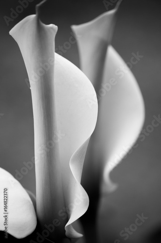 Black and White Zantedeschia