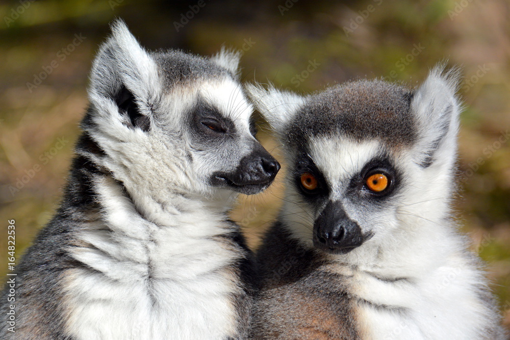 Fototapeta premium Katta - Lemur