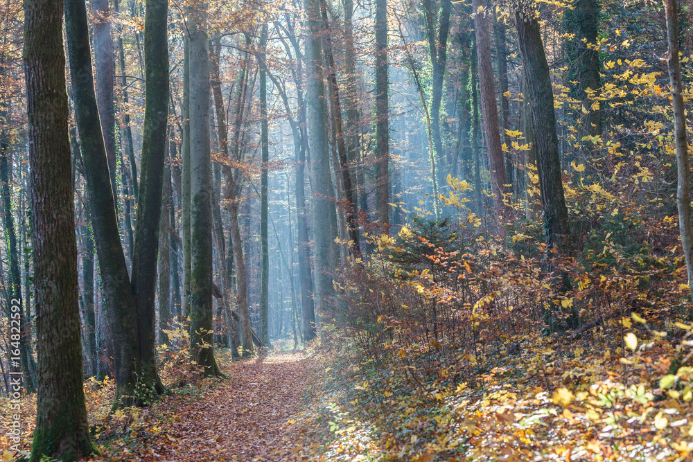 Fototapeta premium Path through a foggy colorful fall forrest