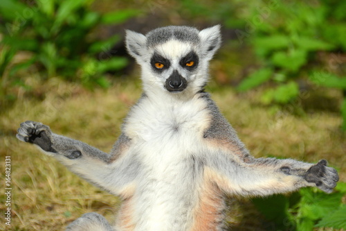 Katta - Lemur