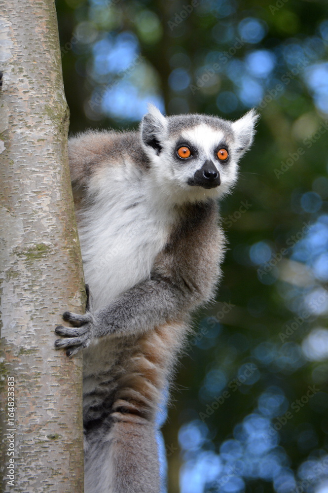 Obraz premium Katta - Lemur