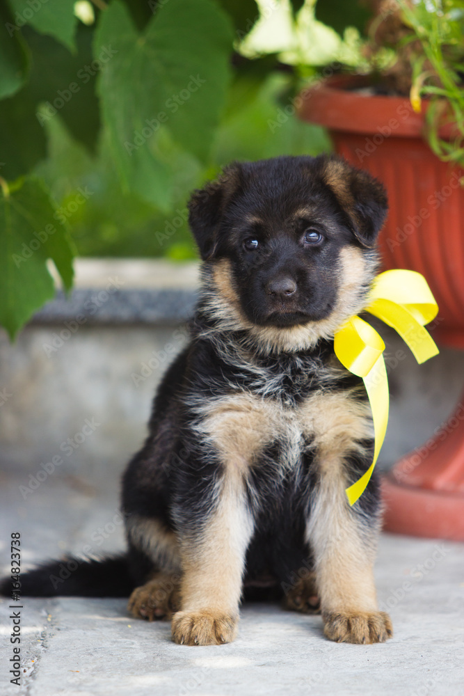 German shepherd puppy outdoors