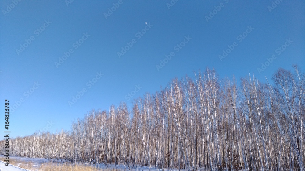 Snow, winter,, shadow, nature, snowy field, dead wood, sun, forest, trees, plants, traces of animals, sky, blue, moon, white Snow, winter,, shadow, nature, snowy field, dead wood, sun, forest, trees, plants, traces of animals, sky, blue, moon, white