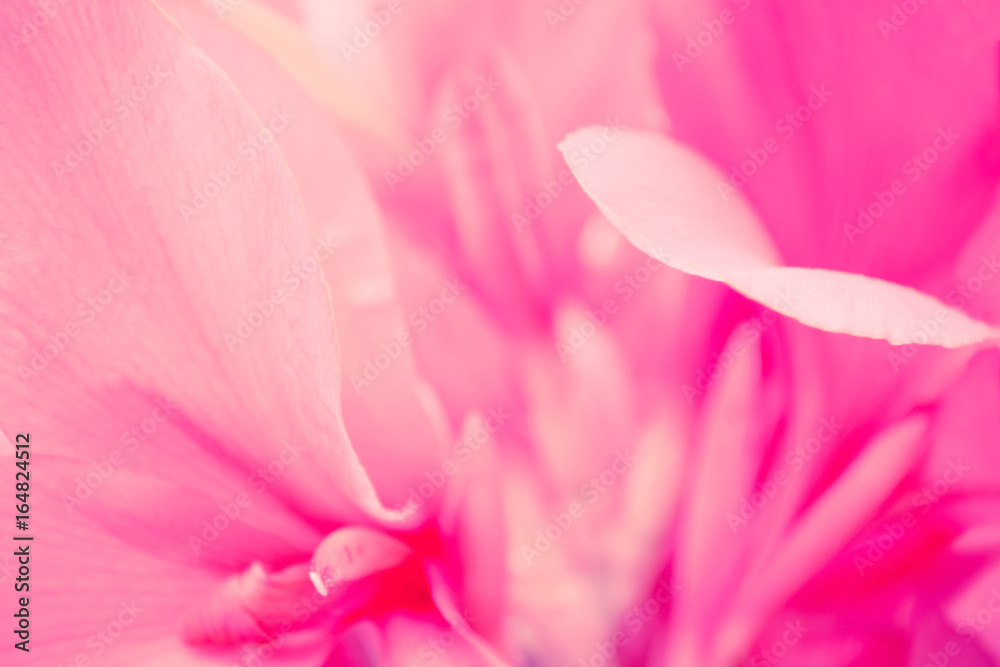 pink flower petals  abstract nature background