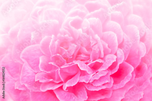 Soft focus  of pink rose background