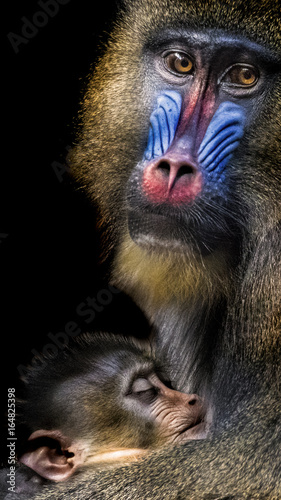 Mandrill sucking young