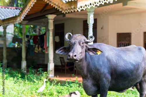 Cuadro en lienzo Domesticated Asian water buffalo outside Unawatuna, a small coastal town in the Southern Province of Sri Lanka
