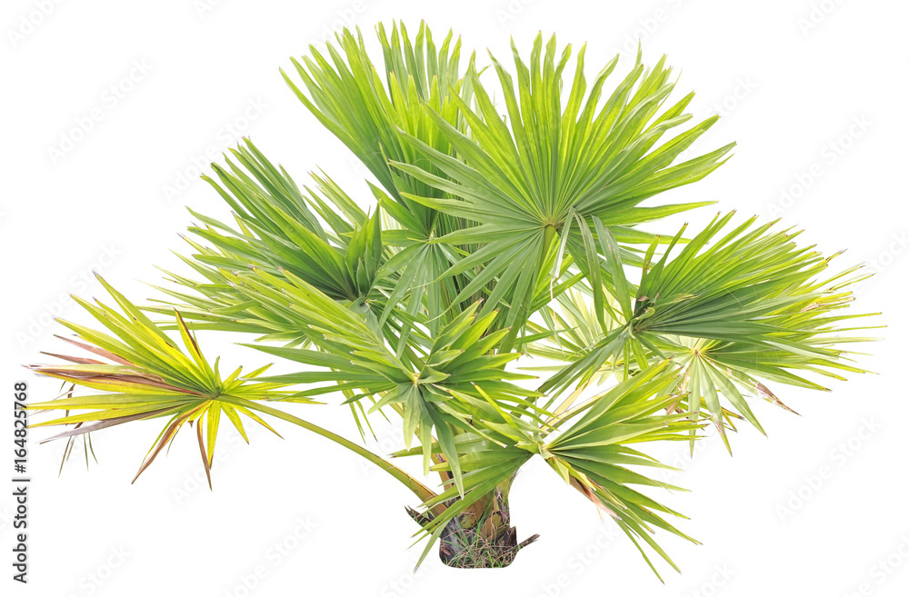 young Betel palm on isolate background young Betel palm on isolate background