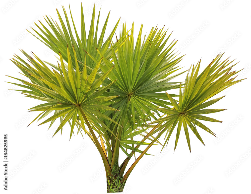 young Betel palm on isolate background young Betel palm on isolate background