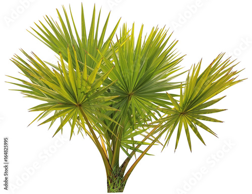 young Betel palm on isolate background