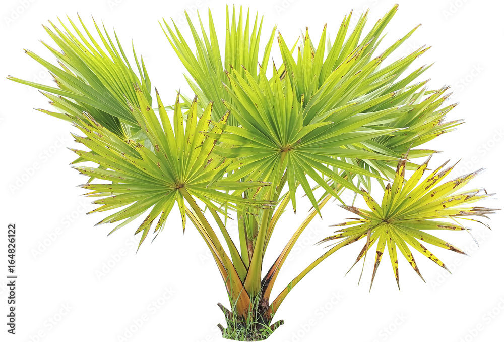 young Betel palm on isolate background young Betel palm on isolate background