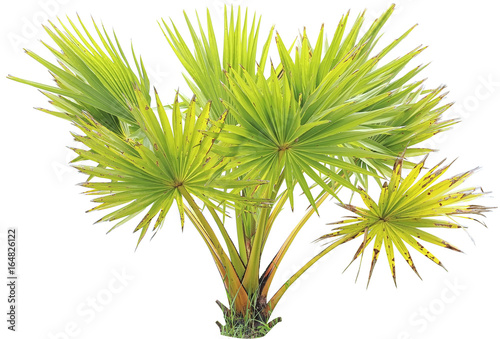 young Betel palm on isolate background