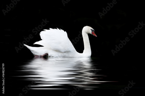 Fototapeta Naklejka Na Ścianę i Meble -  White swan on a black background